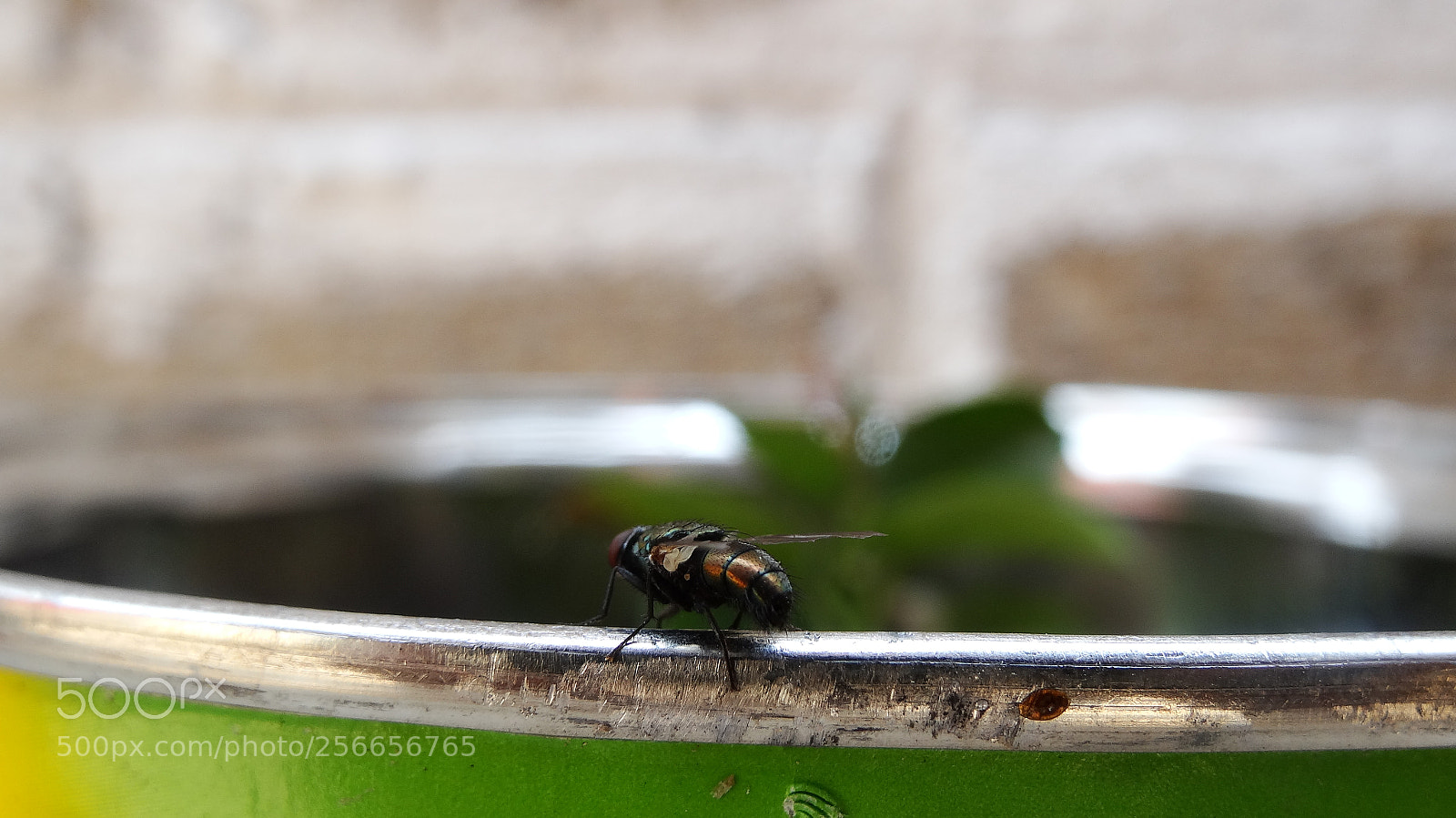 Sony Cyber-shot DSC-HX20V sample photo. Details photography