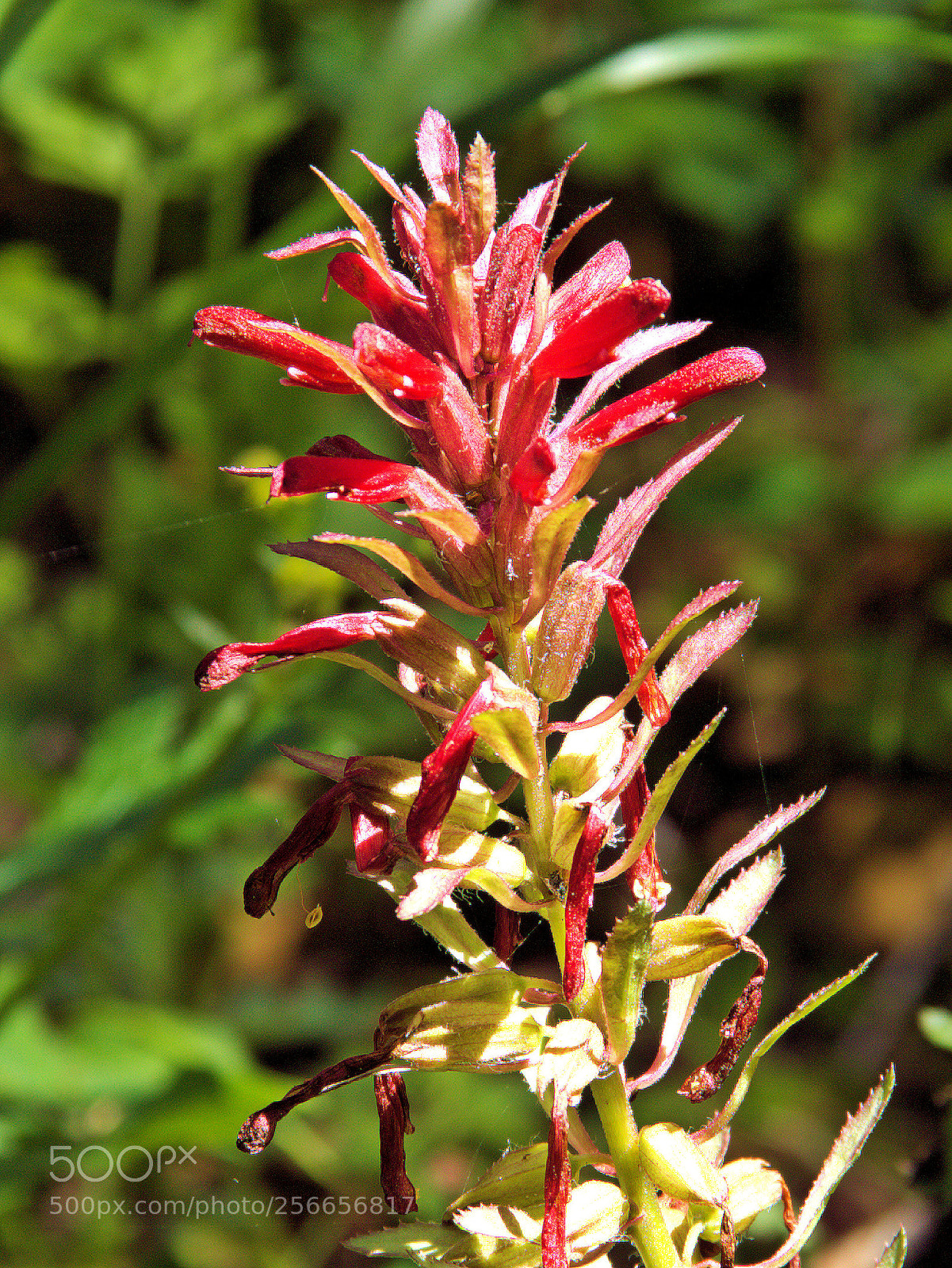 Canon EOS 1100D (EOS Rebel T3 / EOS Kiss X50) sample photo. Indian paintbrush photography