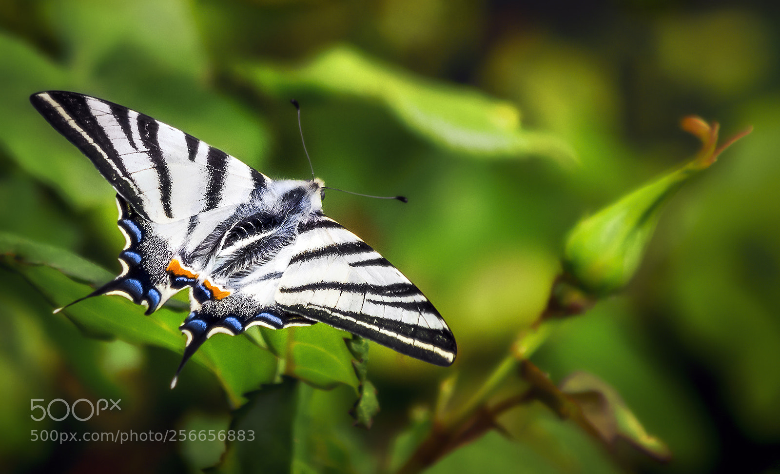 Nikon D7200 sample photo. Iphiclides podalirius photography