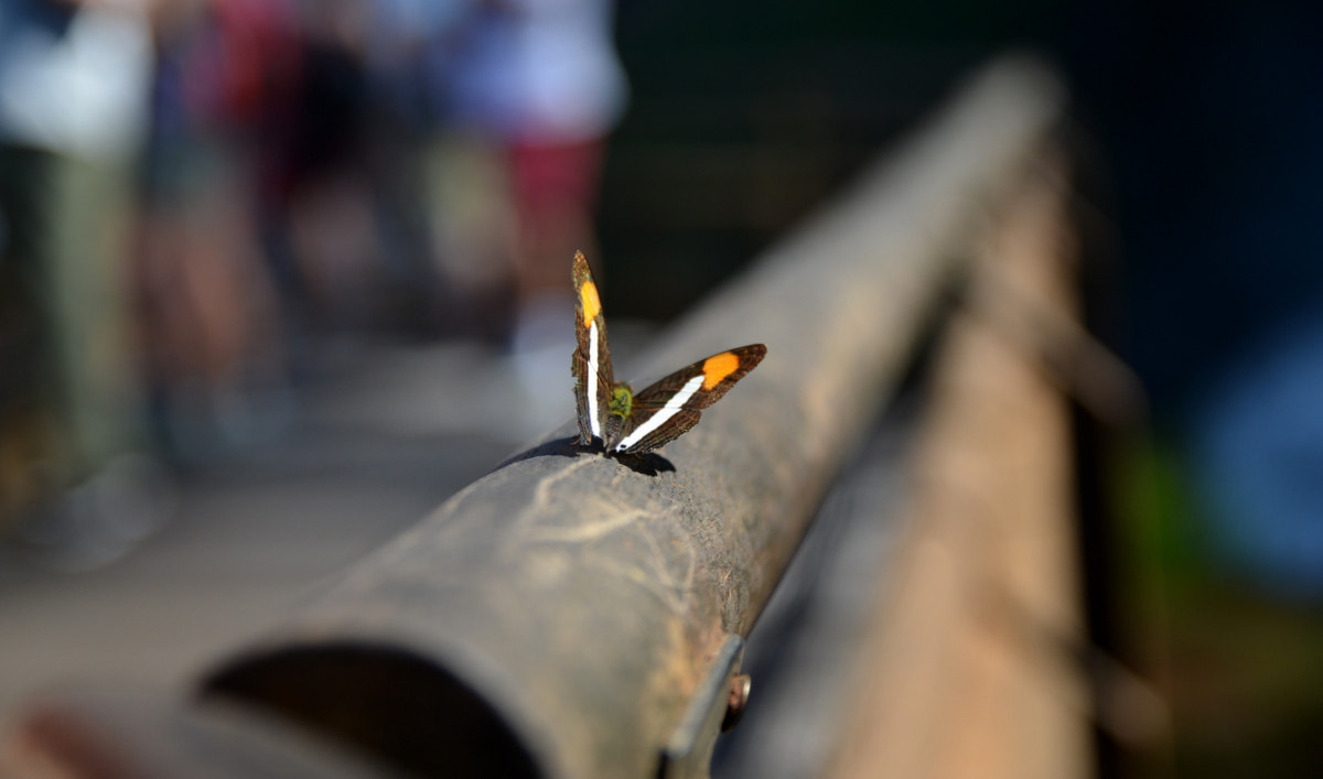 Sigma 17-50mm F2.8 EX DC OS HSM sample photo. Mariposa photography