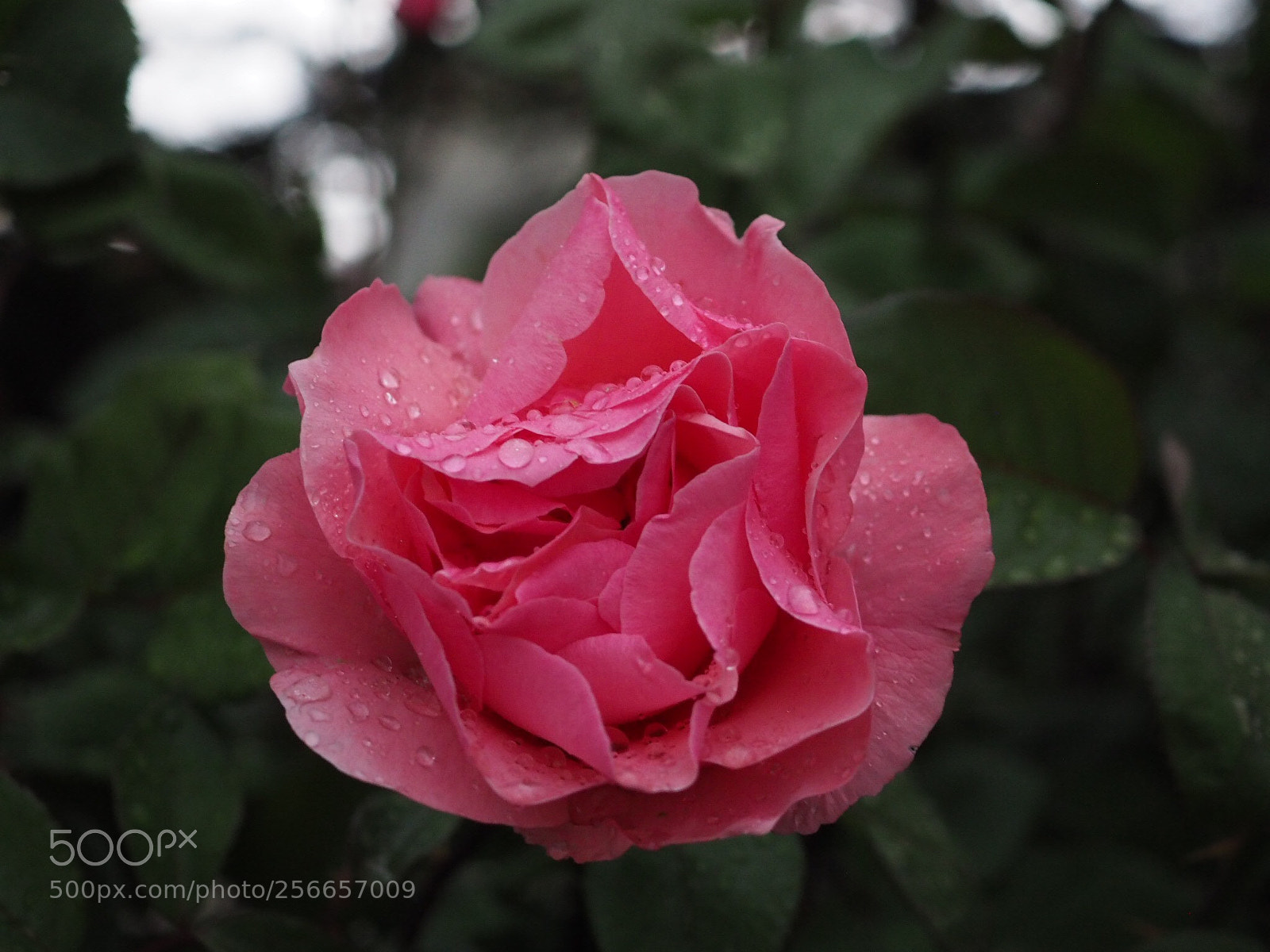 Olympus OM-D E-M10 sample photo. Untitled photography
