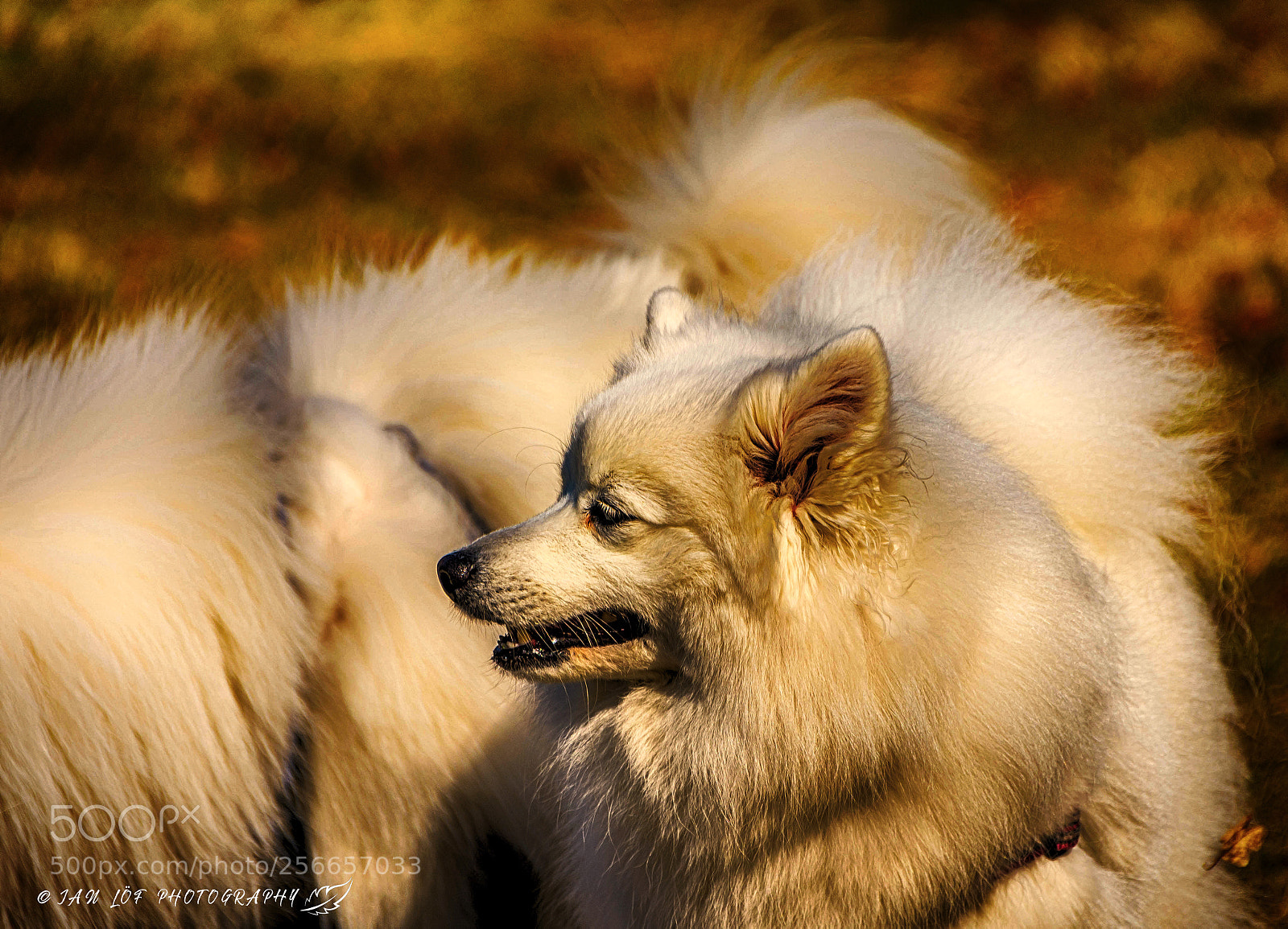 Nikon D7200 sample photo. Crowd of dogs photography