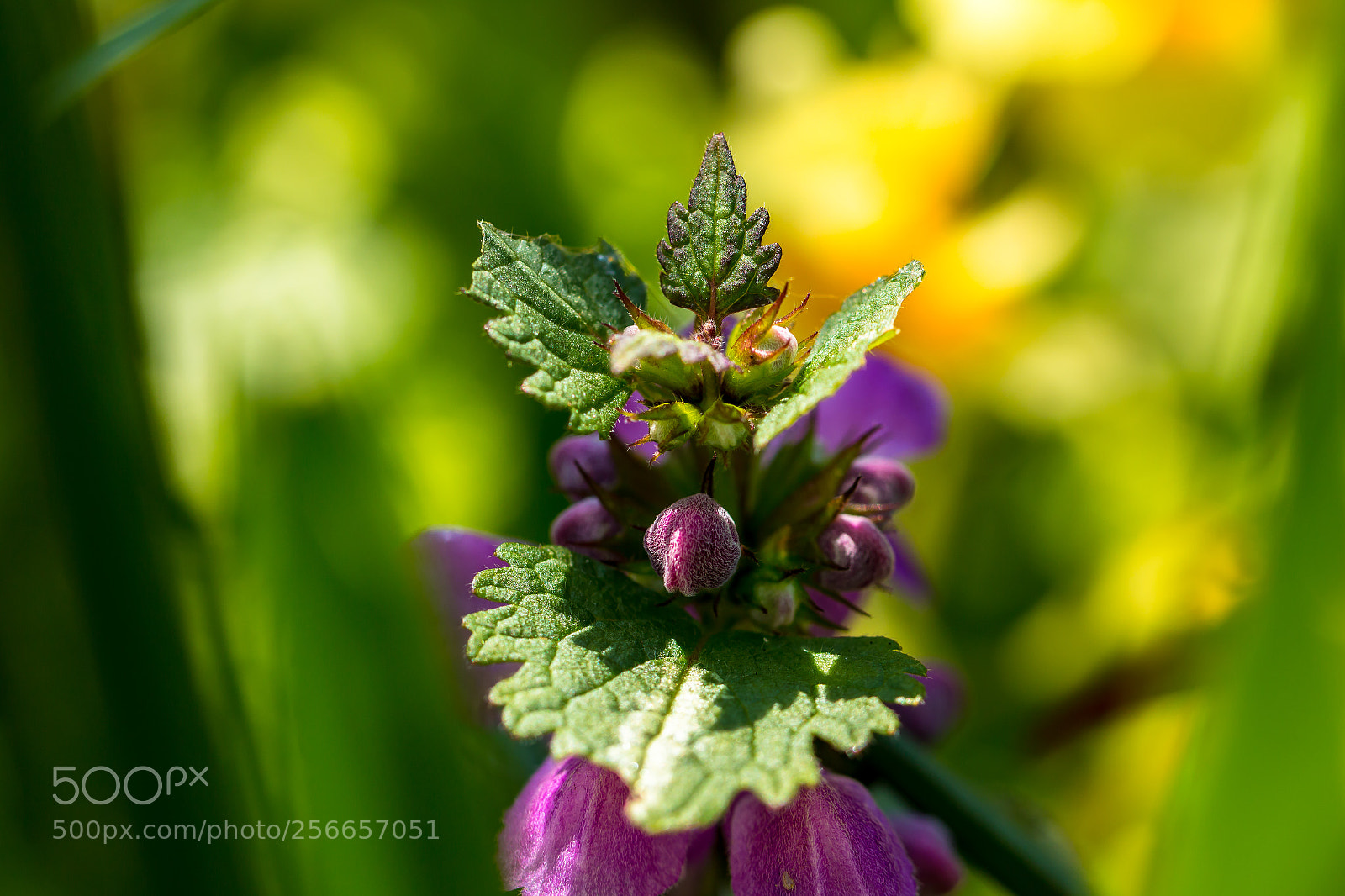 Canon EOS 70D sample photo. Macro flower photography