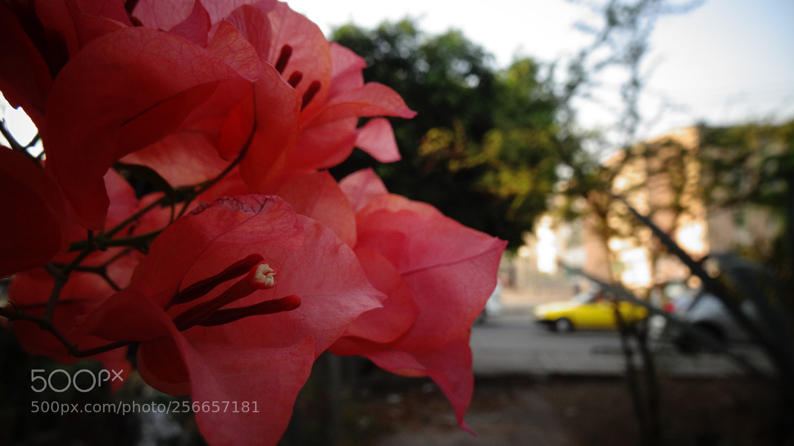 Sony Cyber-shot DSC-HX20V sample photo. Belleza cotidiana photography