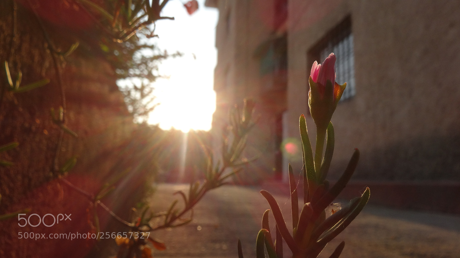 Sony Cyber-shot DSC-HX20V sample photo. Primeros destellos photography