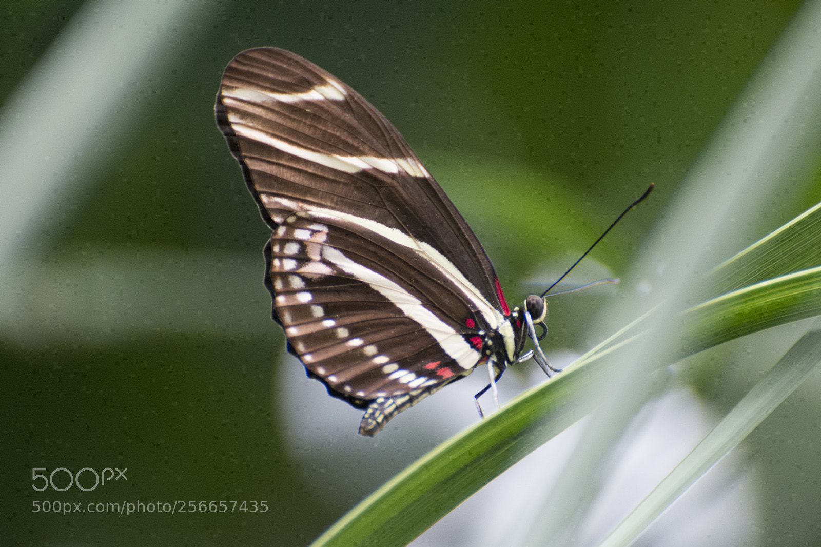 Nikon D7200 sample photo. Butterfly 2018-17 photography