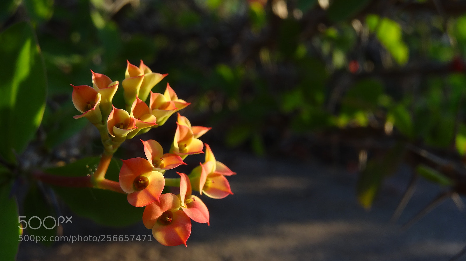 Sony Cyber-shot DSC-HX20V sample photo. Morning photography