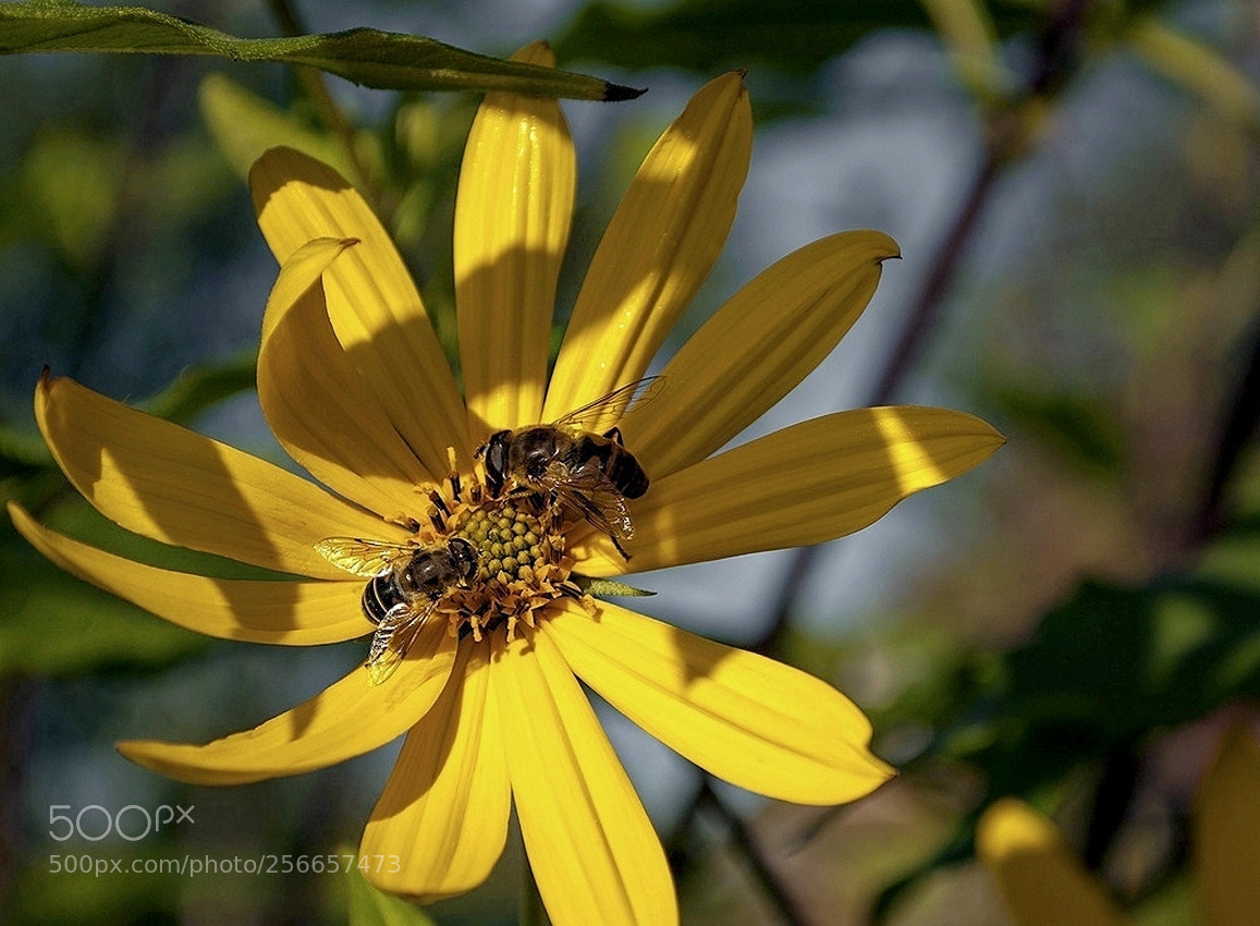 Nikon D60 sample photo. Труженицы photography