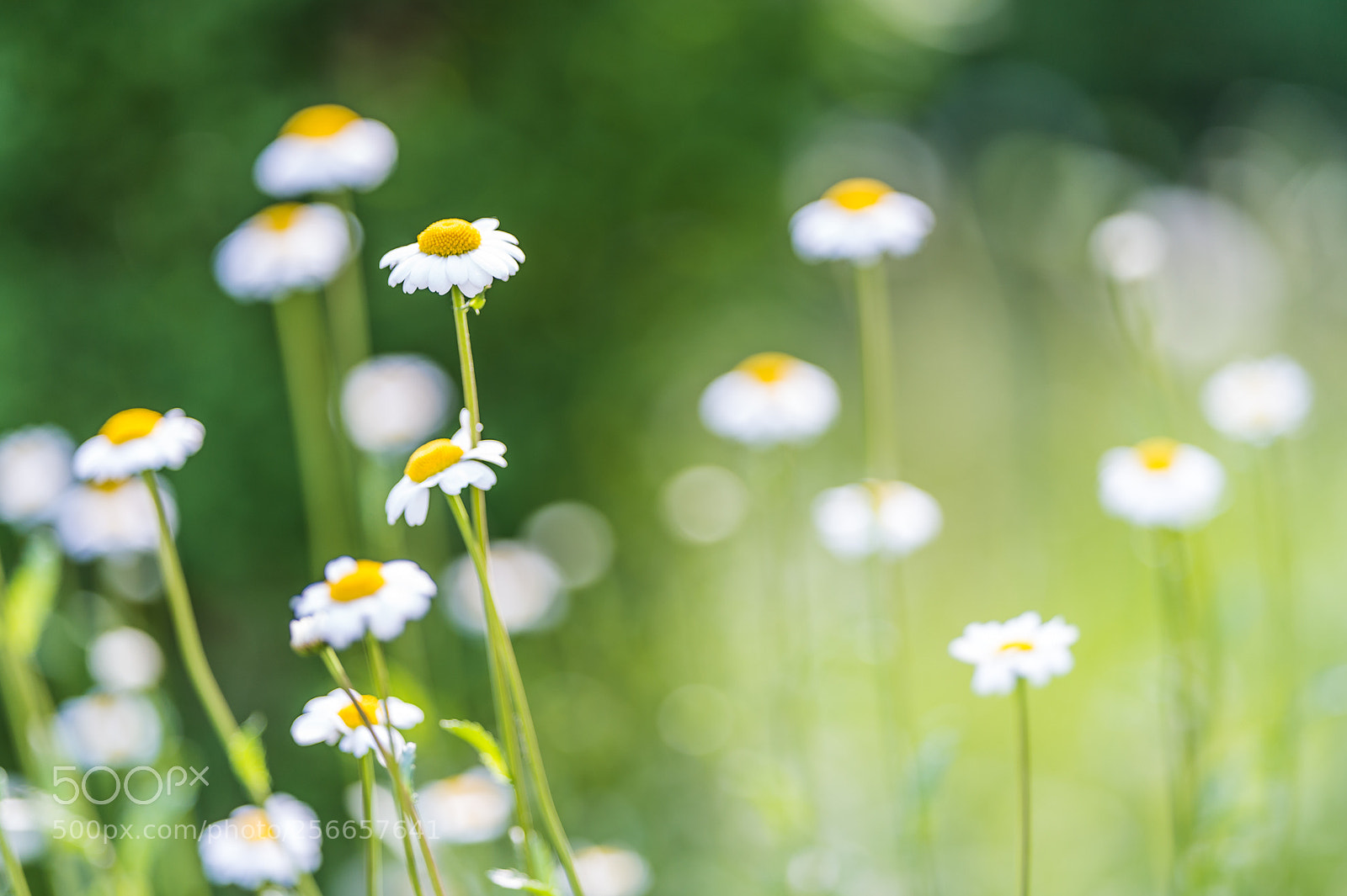 Nikon D4 sample photo. Springtime in bokehform photography