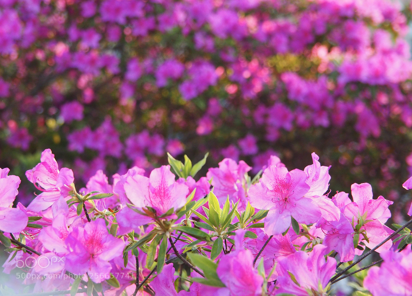Olympus OM-D E-M10 II sample photo. Azaleas of virginia photography