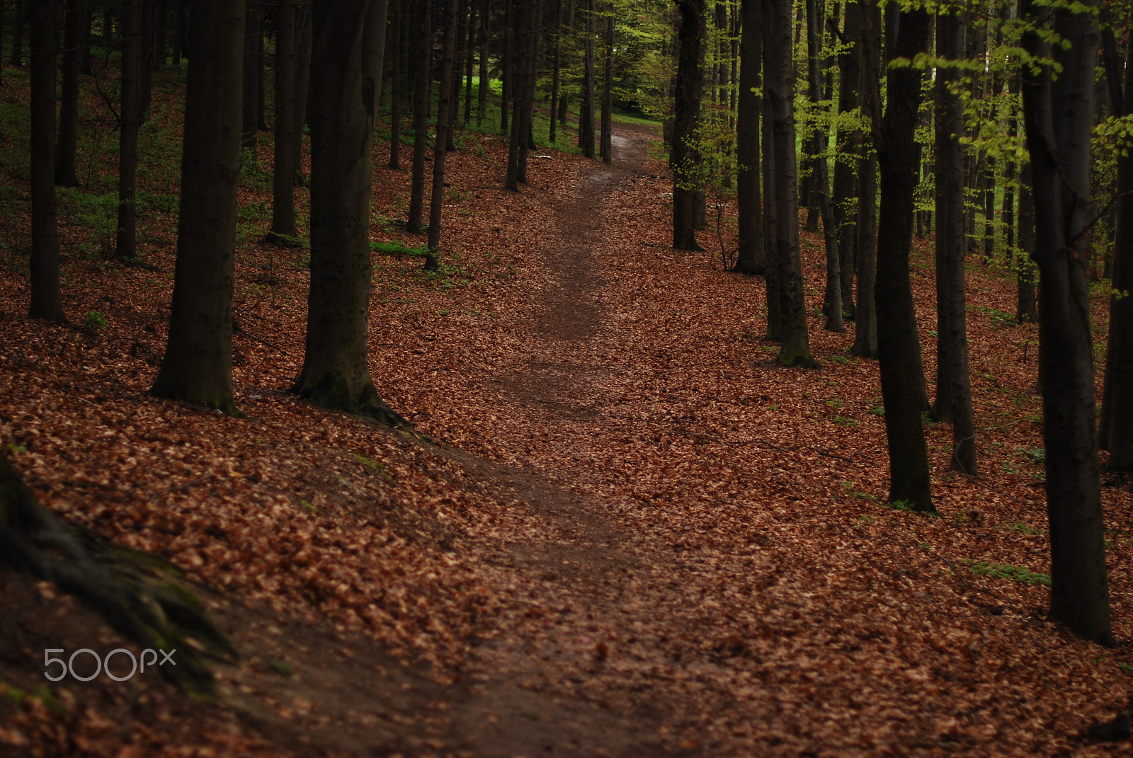 Nikon D40X + Nikon AF-S Nikkor 50mm F1.4G sample photo. Autumn forest photography