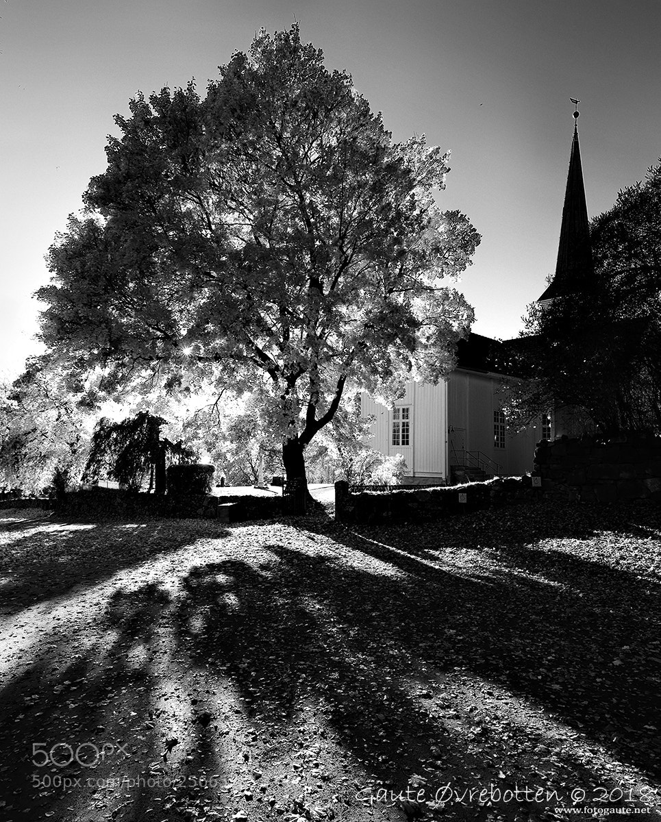 Canon EOS 6D sample photo. Low sun photography