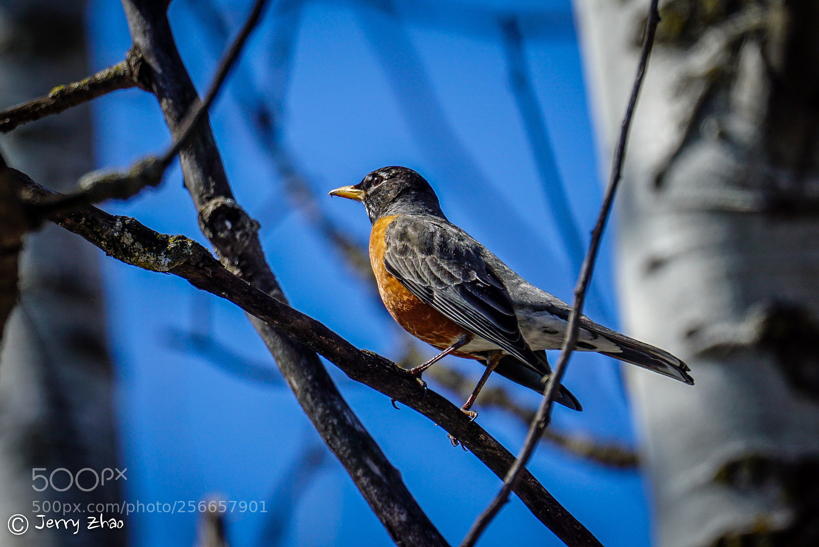 Sony a6000 sample photo. American robin photography