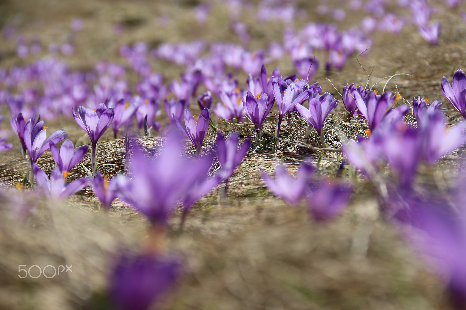 Canon EOS 100D (EOS Rebel SL1 / EOS Kiss X7) sample photo. Crocuses photography