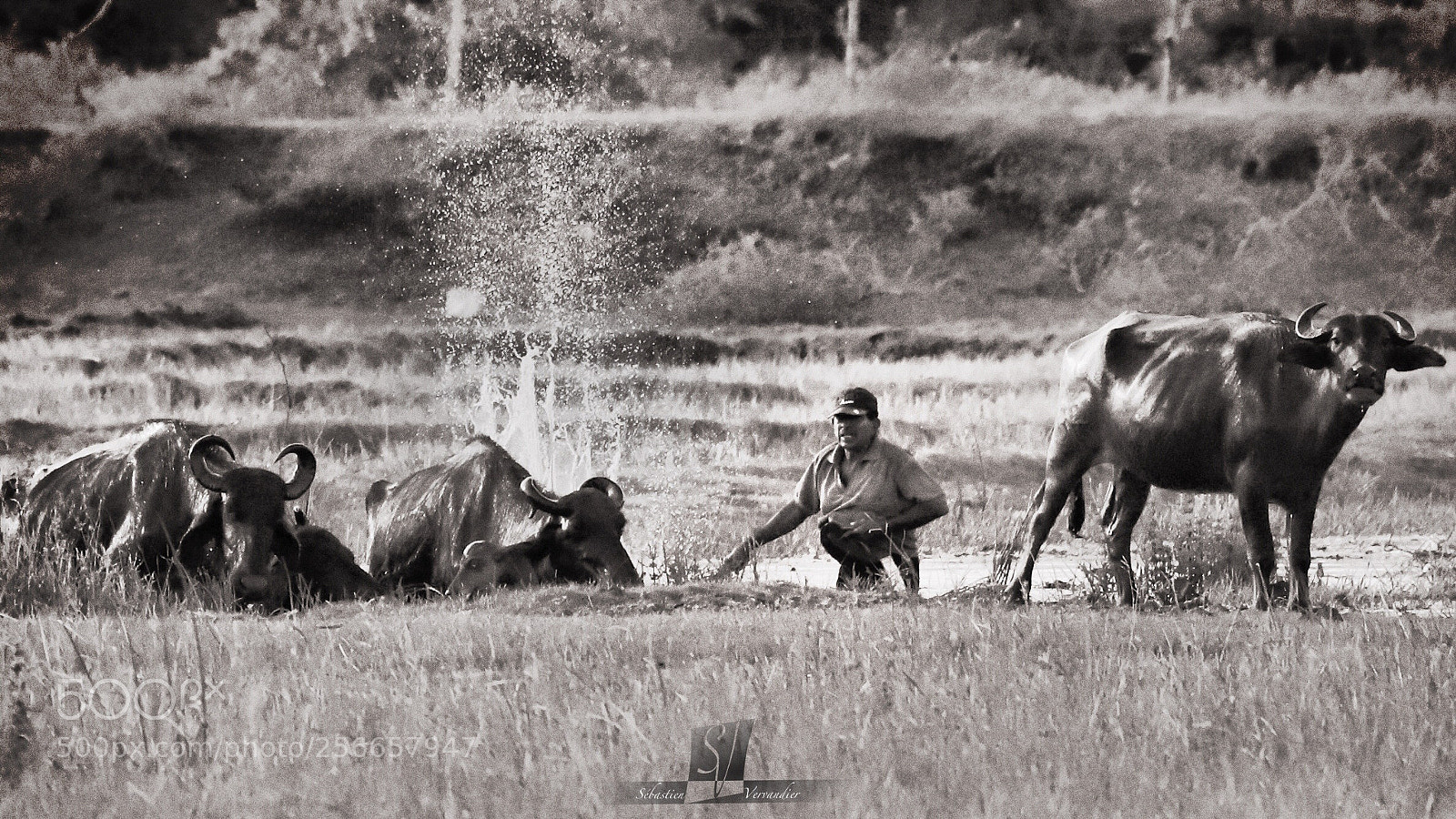 Canon EOS 6D Mark II sample photo. Farmer with buffalos photography