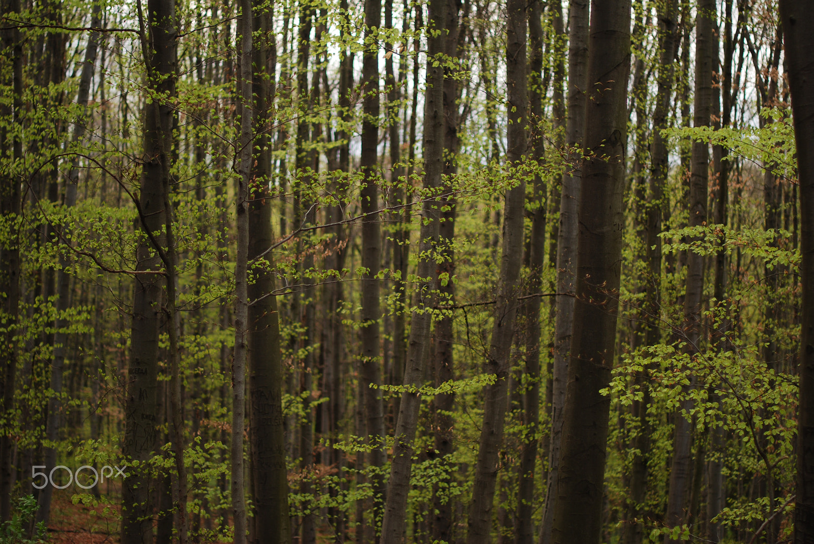 Nikon D40X sample photo. Forest photography