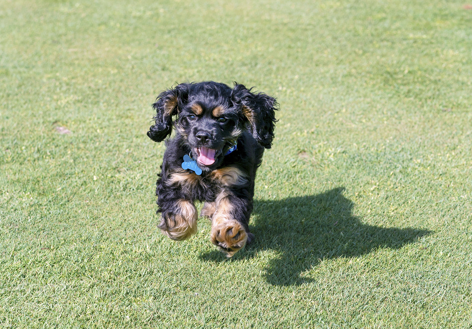 Sony a9 sample photo. Vinny 8 week old photography
