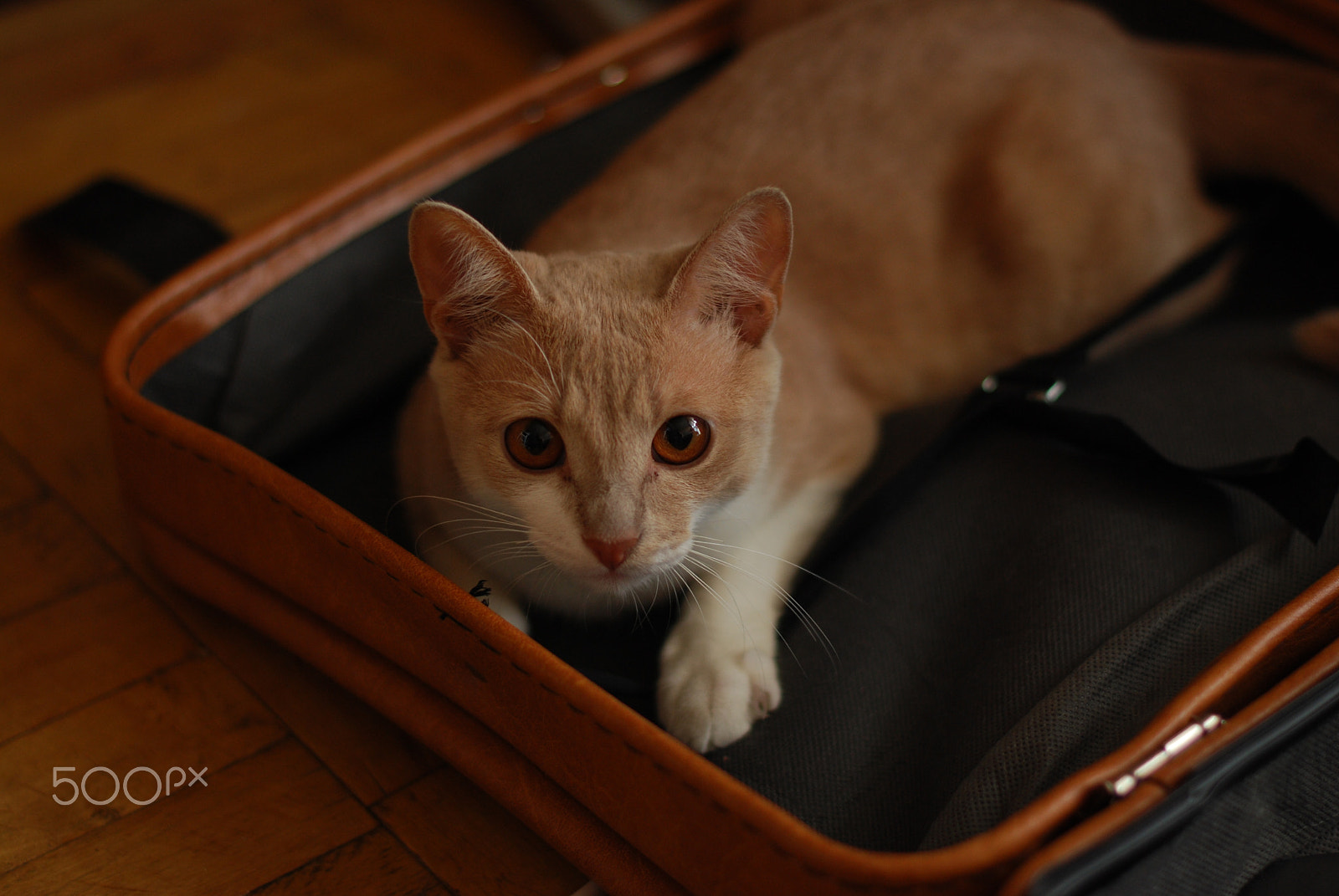 Nikon D40X sample photo. Red cat in a suitcase photography