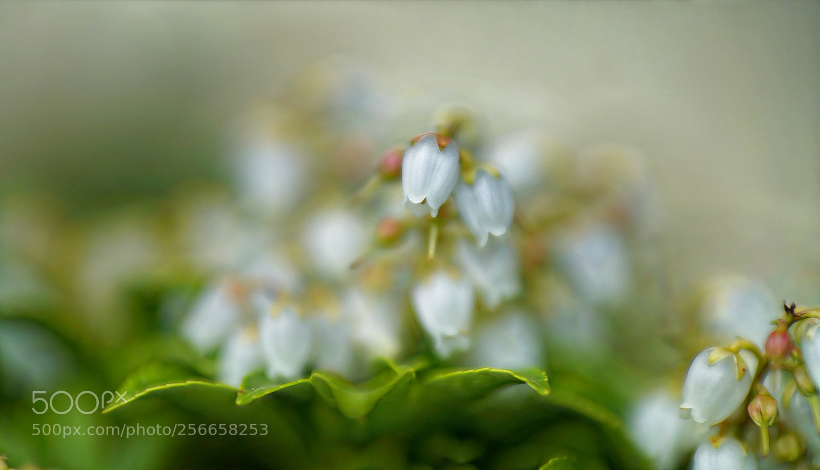 Sony a7R II sample photo. Noch mehr frühling ... photography