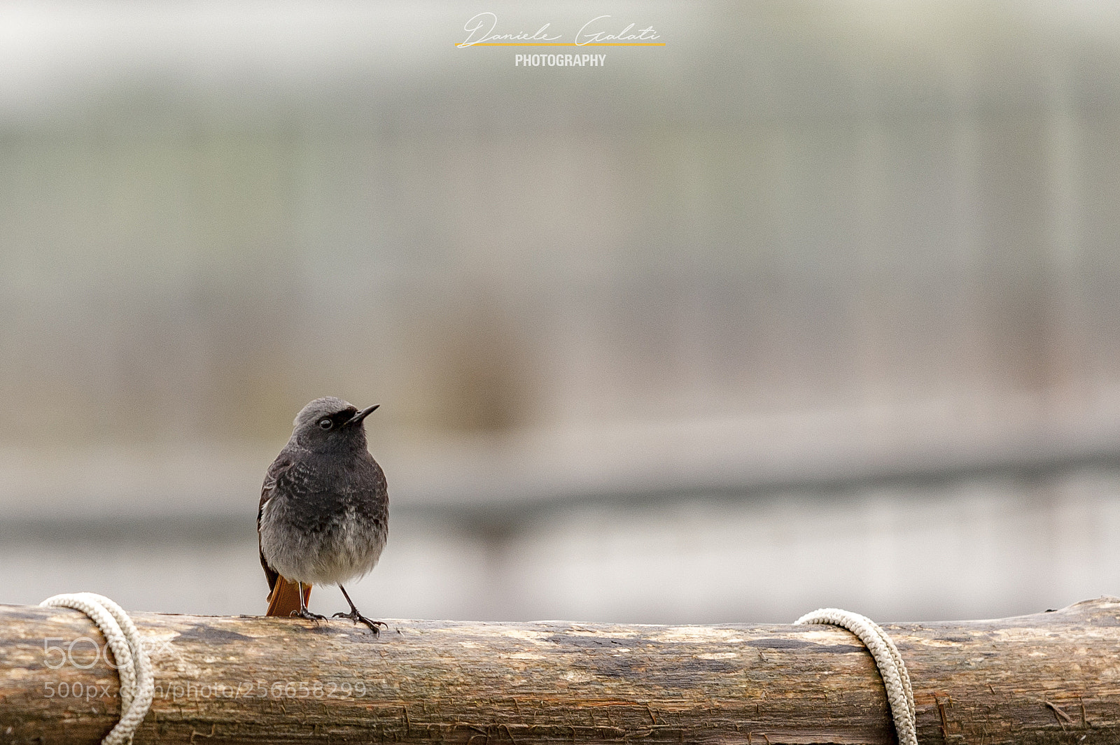 Nikon D700 sample photo. Phoenicurus ochruros photography