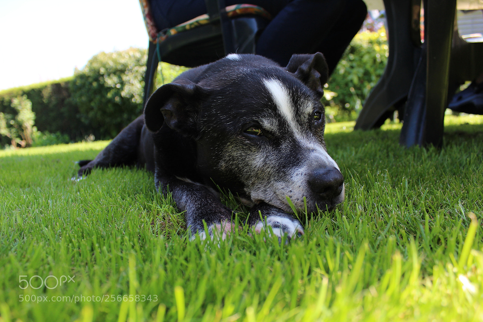 Canon EOS 1300D (EOS Rebel T6 / EOS Kiss X80) sample photo. Dog photography