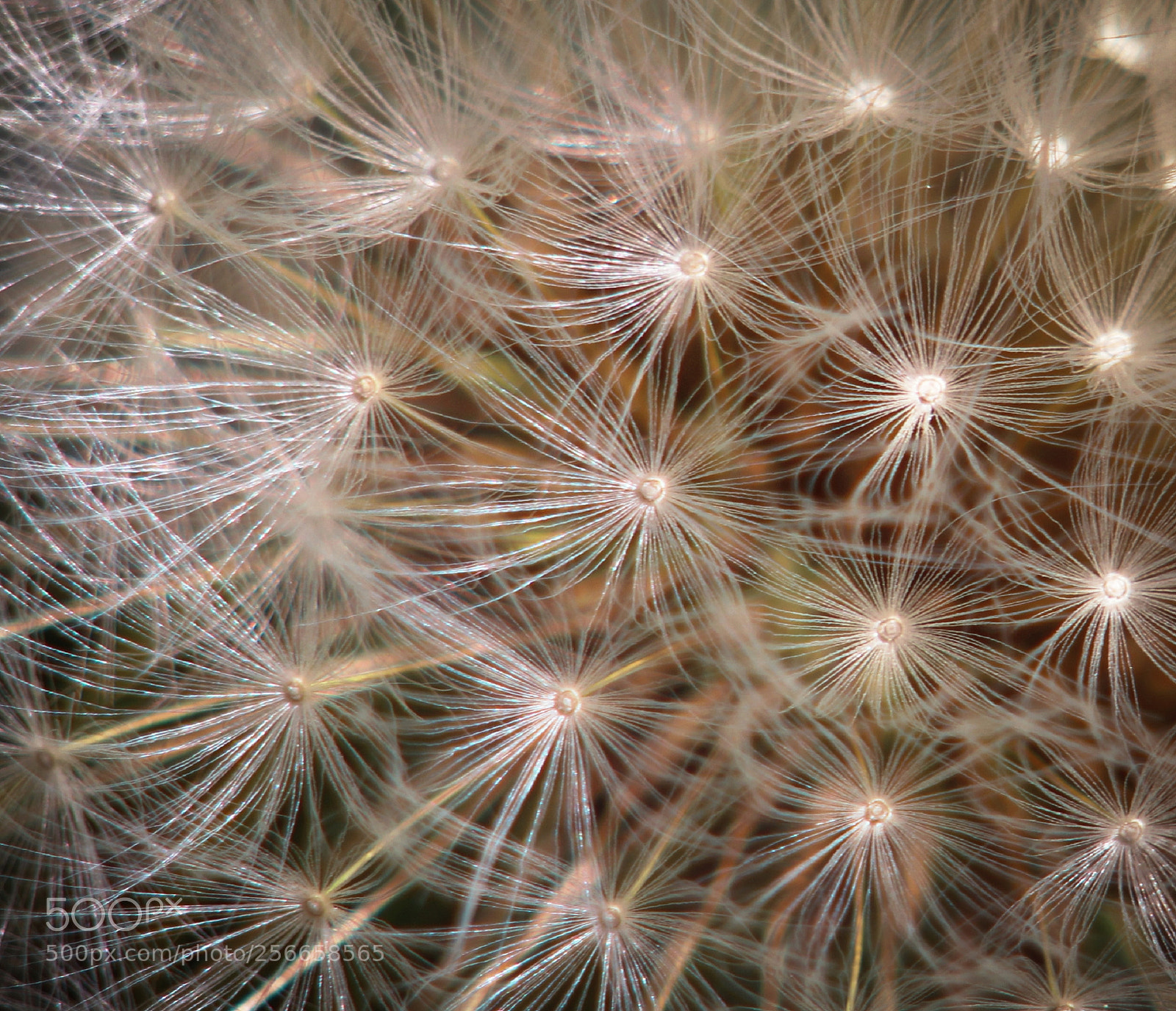 Canon EOS 700D (EOS Rebel T5i / EOS Kiss X7i) sample photo. Dandelion seeds photography