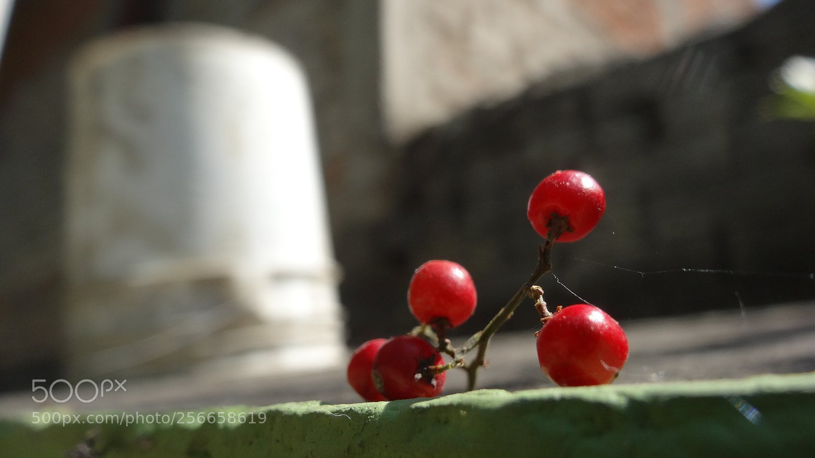 Sony Cyber-shot DSC-HX20V sample photo. Tiny x2 photography