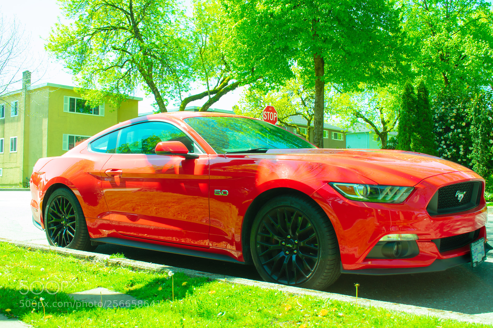 Nikon D3400 sample photo. Mustang photography