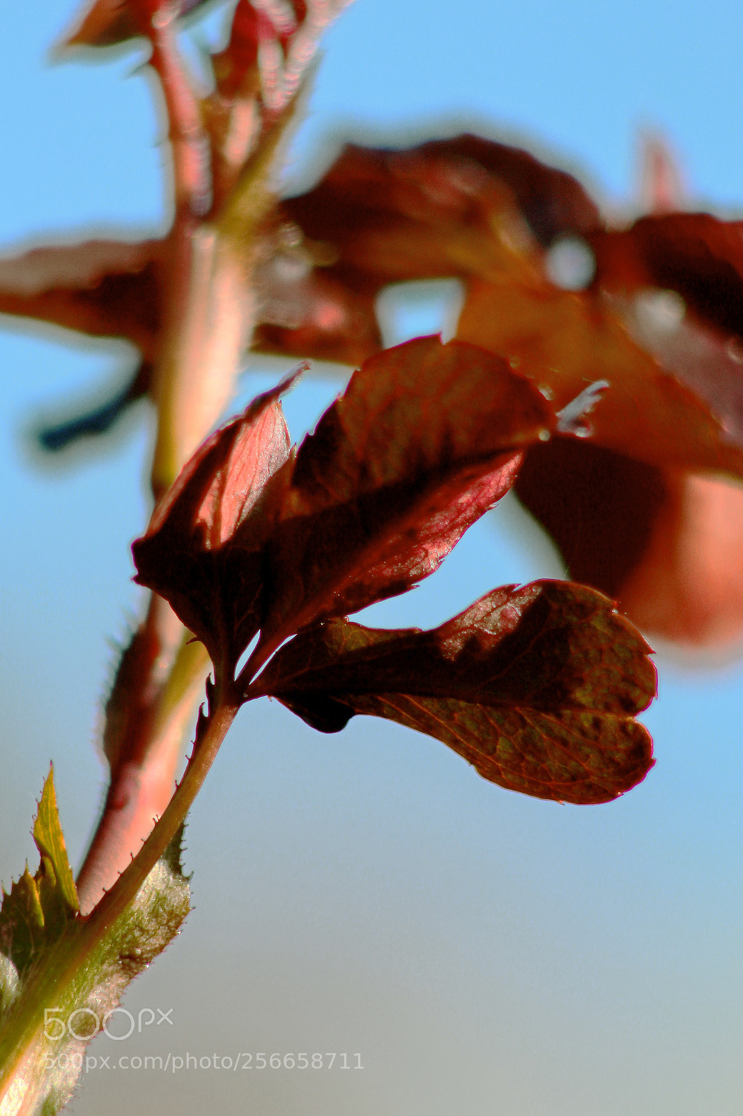 Canon EOS 700D (EOS Rebel T5i / EOS Kiss X7i) sample photo. Red leaves photography