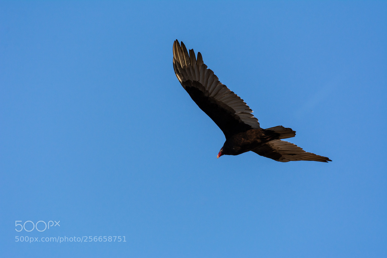 Nikon D7100 sample photo. Turkey vulture photography