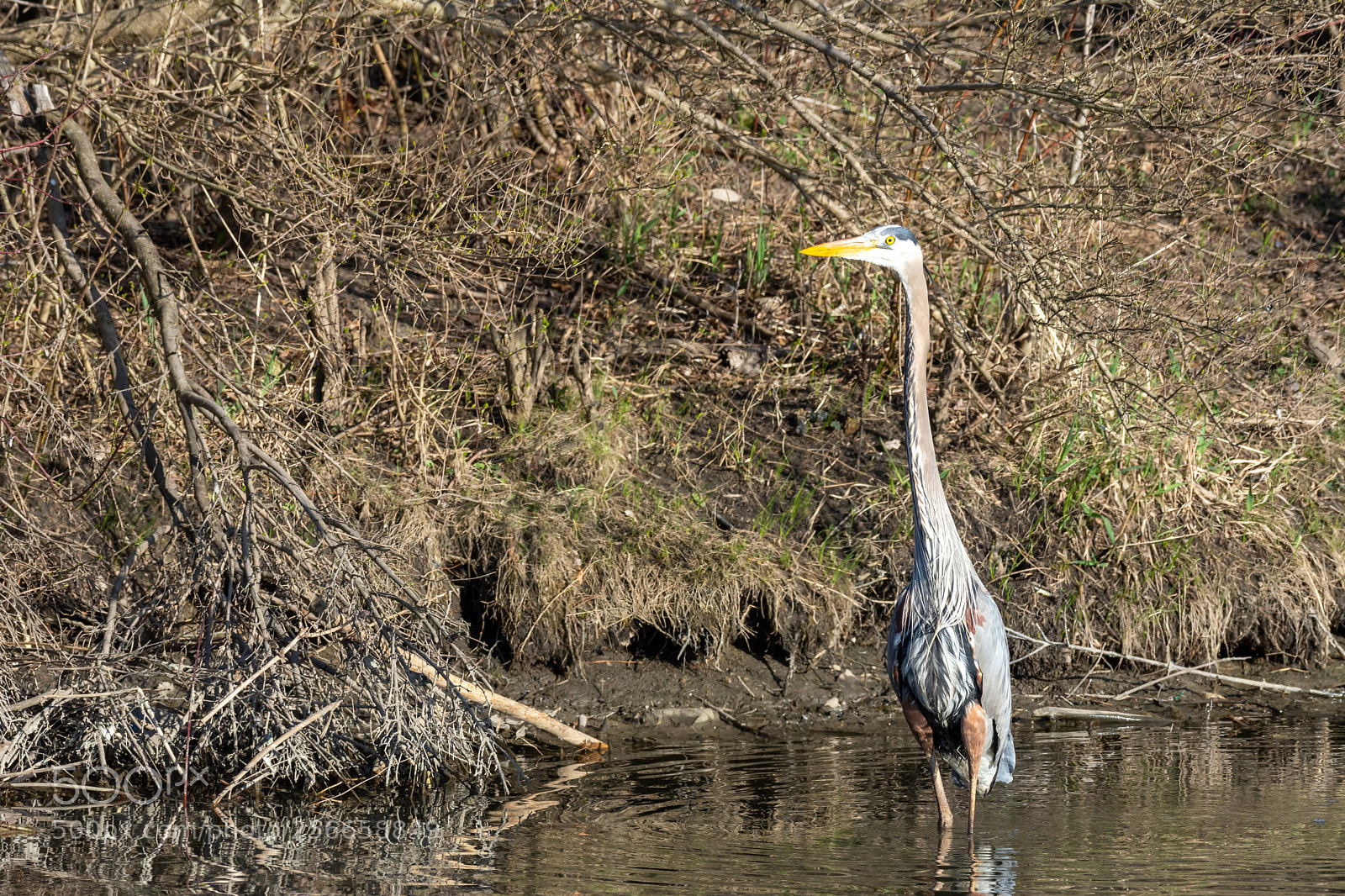 Nikon D7100 sample photo. Great blue heron photography