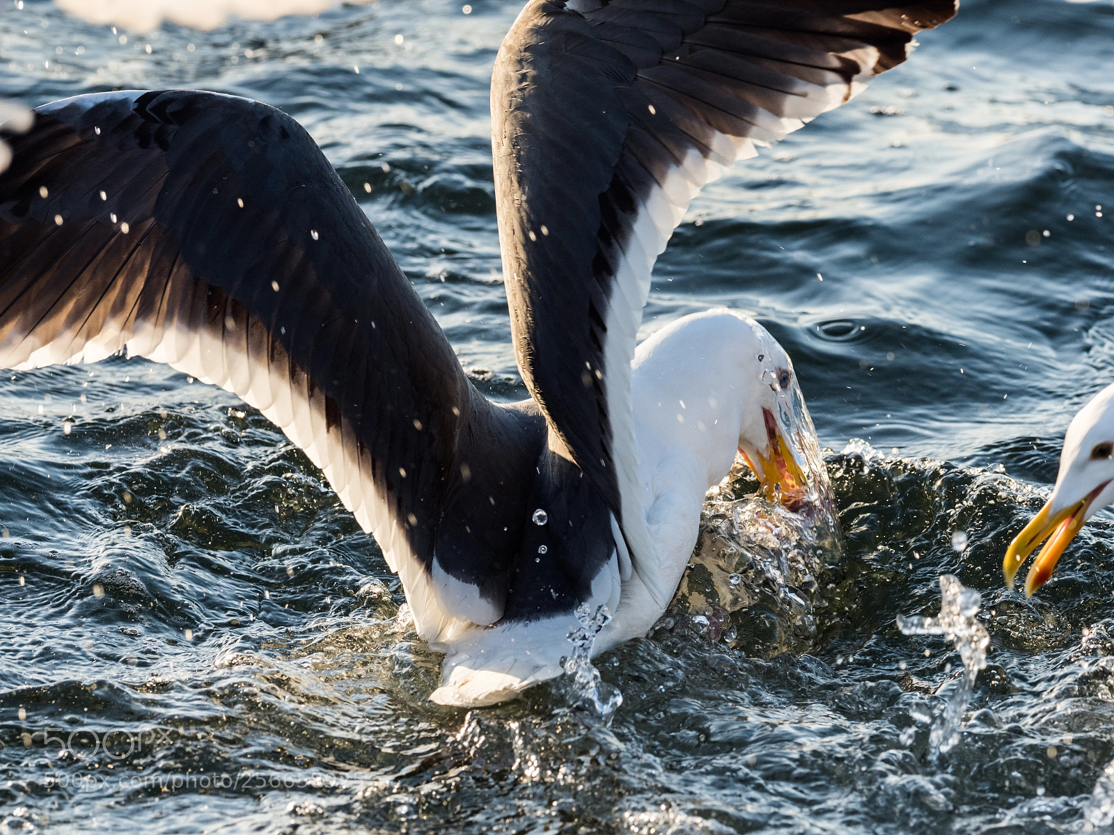 Olympus OM-D E-M1 Mark II sample photo. Gone fishin' photography