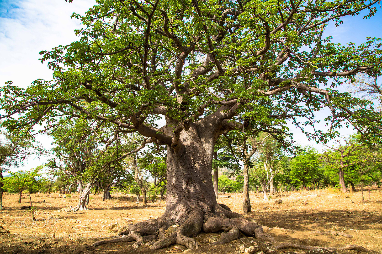 Canon EOS 6D sample photo. Baobab tree, jos, nigeria photography