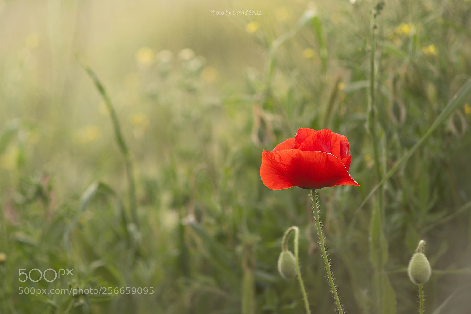 Canon EOS 80D sample photo. Lonely photography