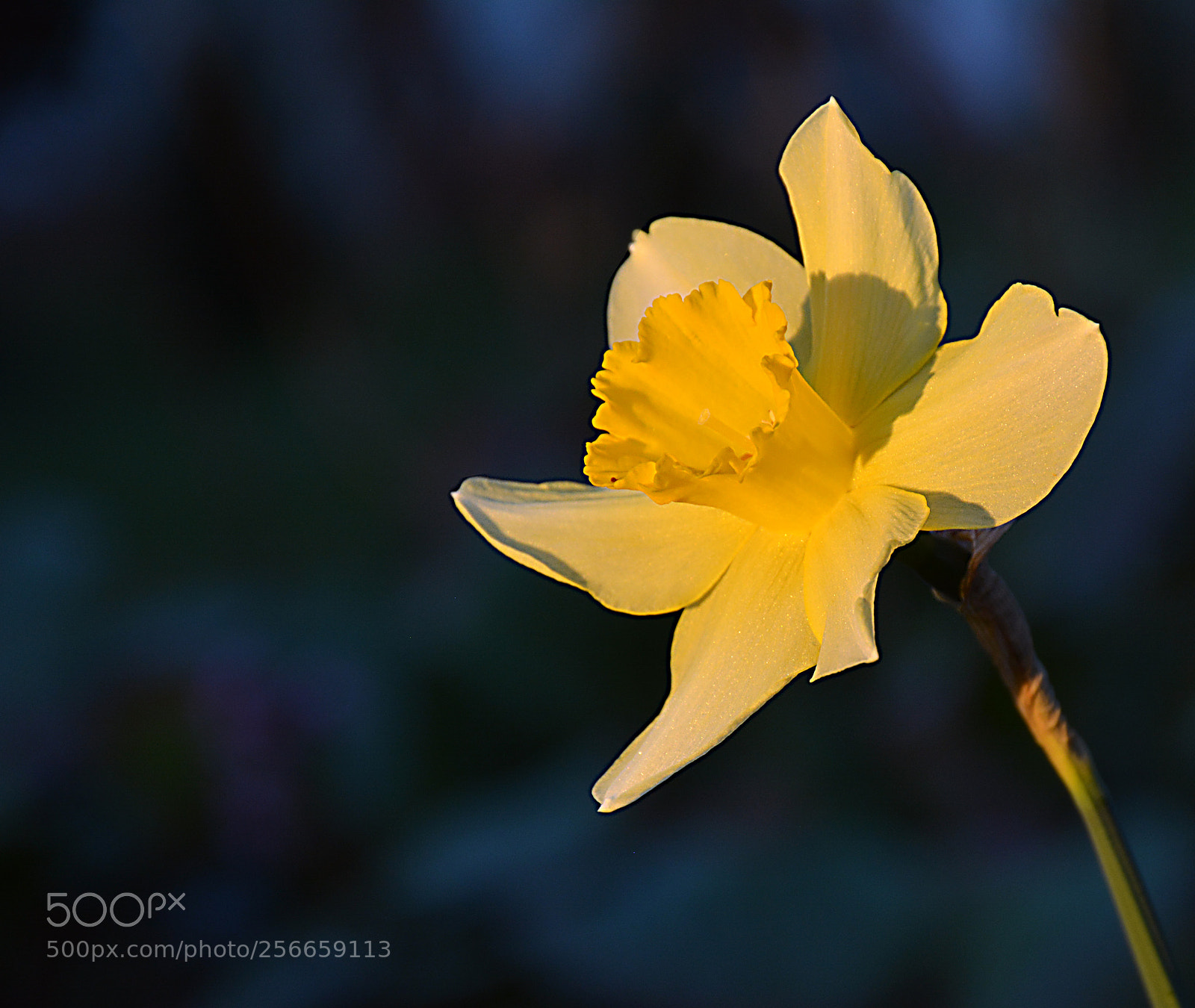 Nikon D5200 sample photo. Narcisus photography