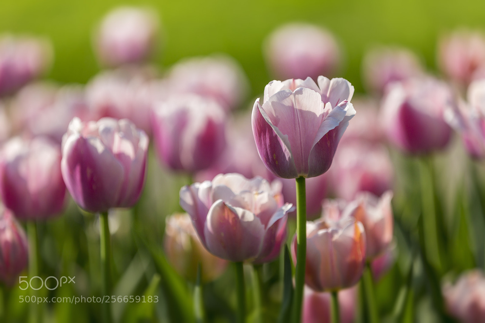 Canon EOS 6D sample photo. Tulips | tulipa photography
