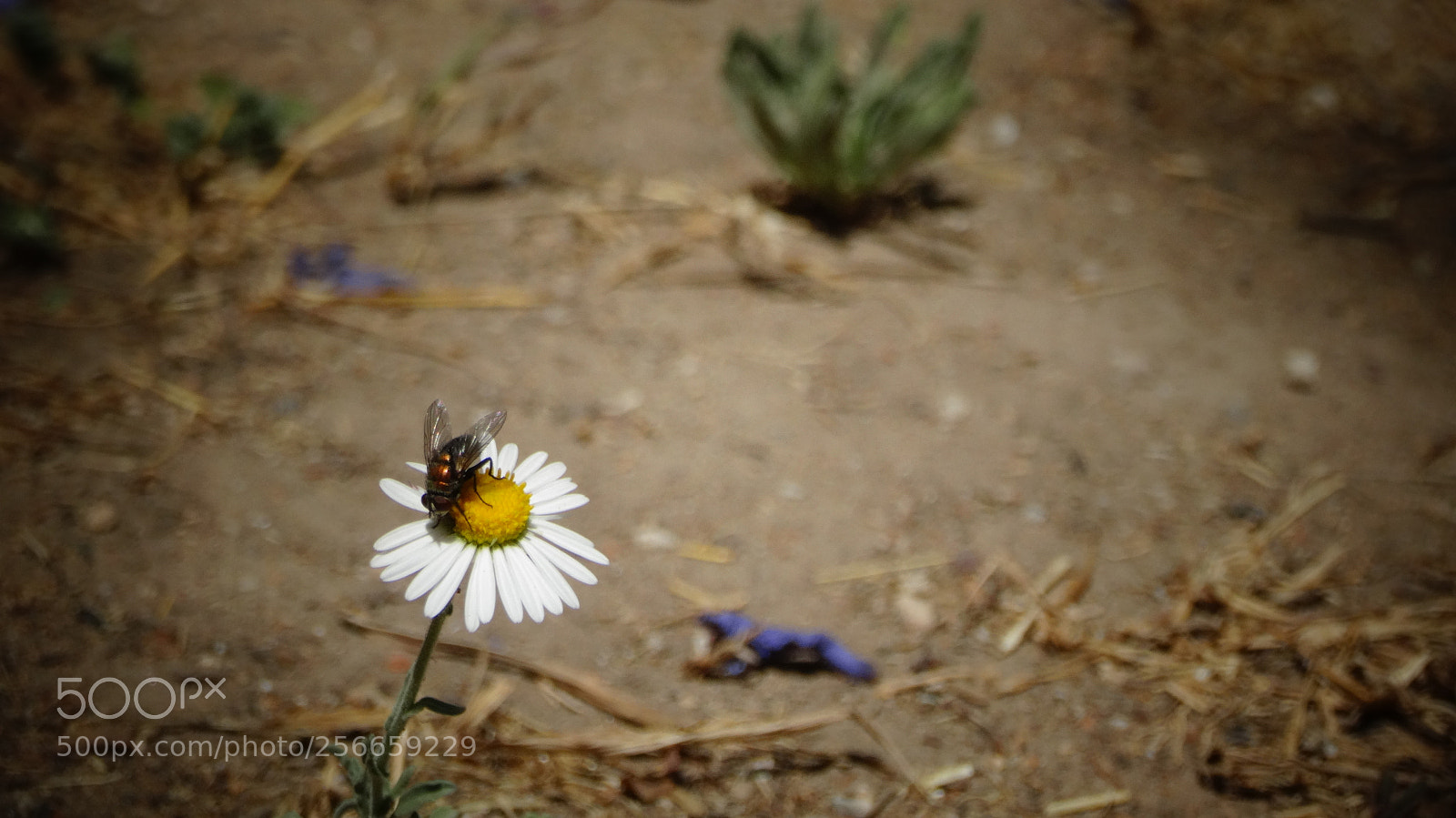 Sony Cyber-shot DSC-HX20V sample photo. Fly x2 photography