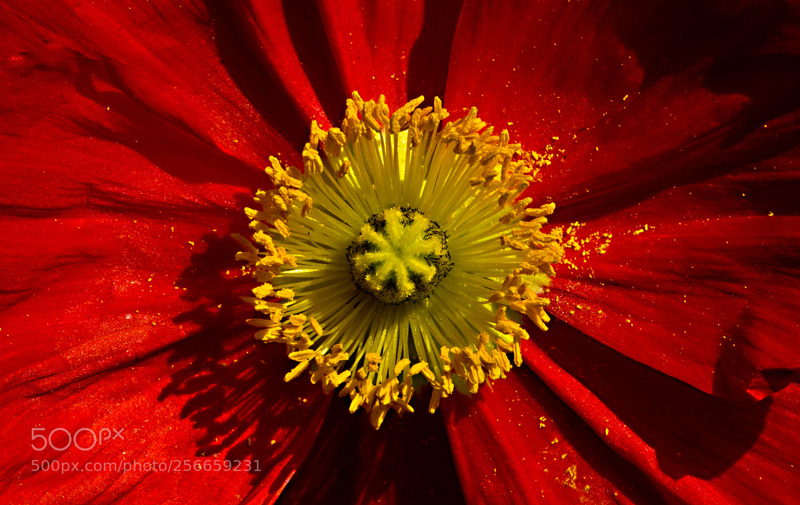Nikon D750 sample photo. Mohn photography