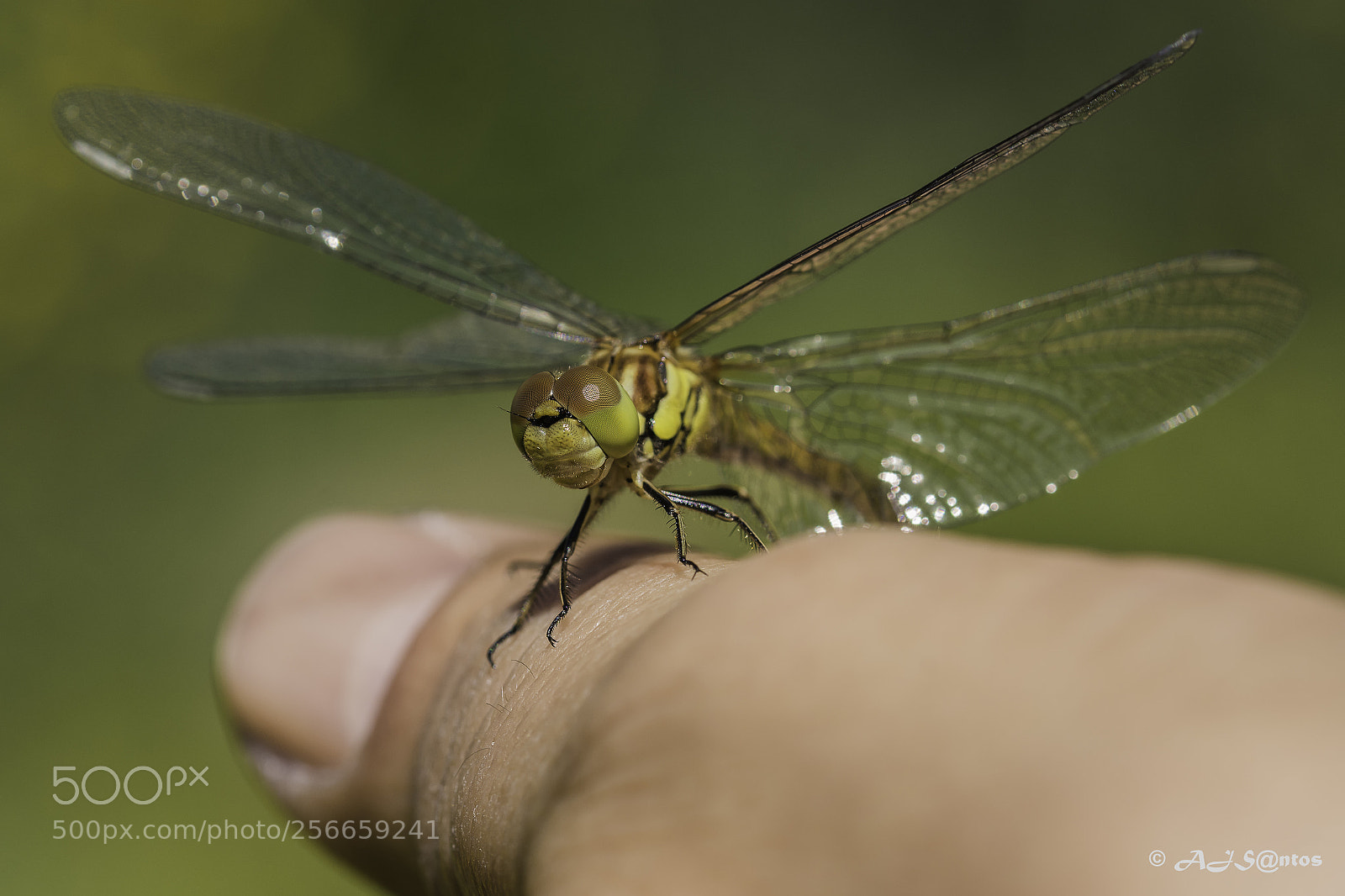Nikon D7200 sample photo. Dragonfly photography