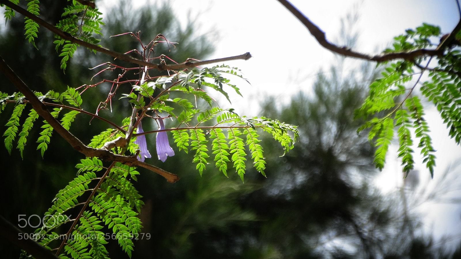 Sony Cyber-shot DSC-HX20V sample photo. Nature photography