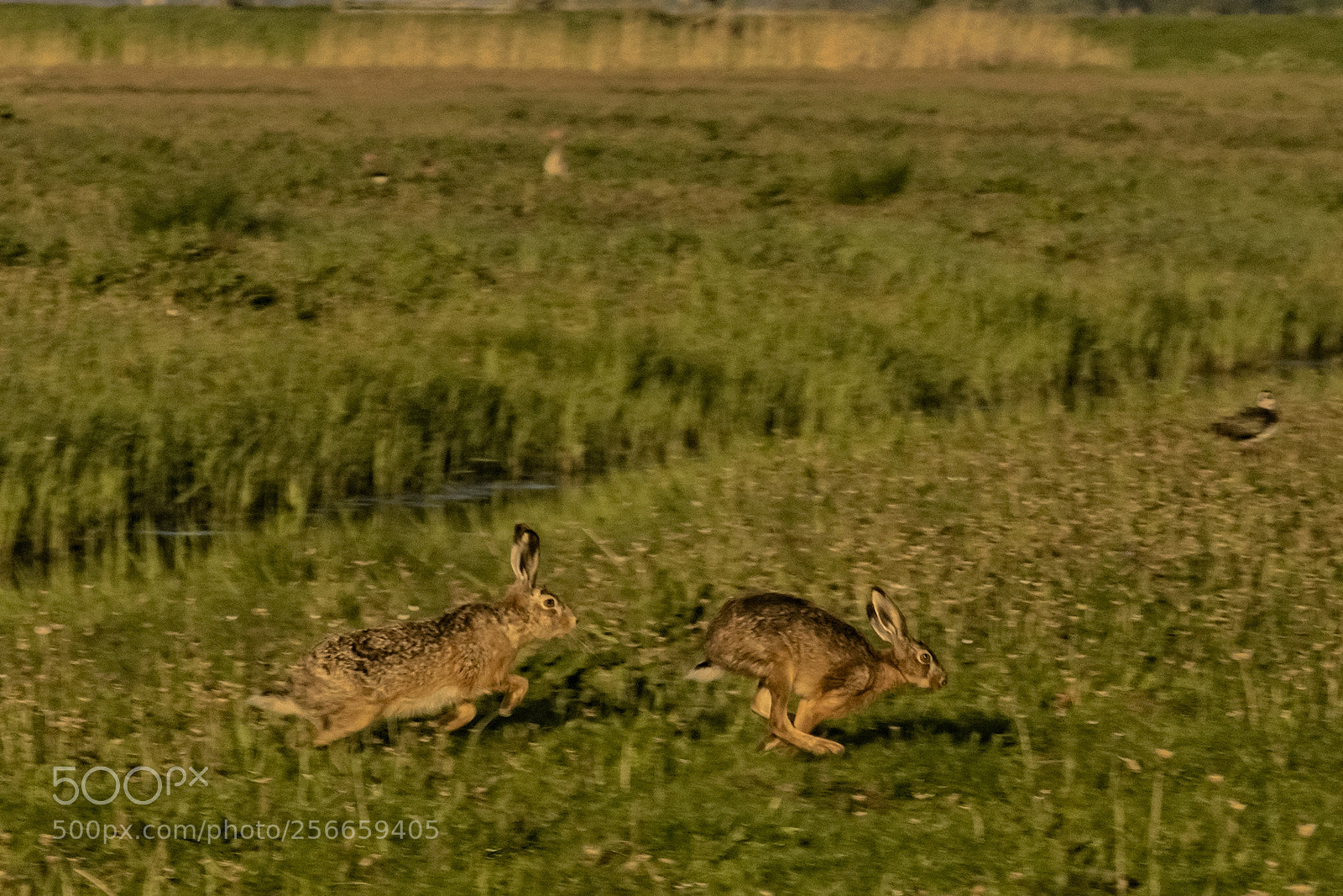 Sony ILCA-77M2 sample photo. Hare chase photography