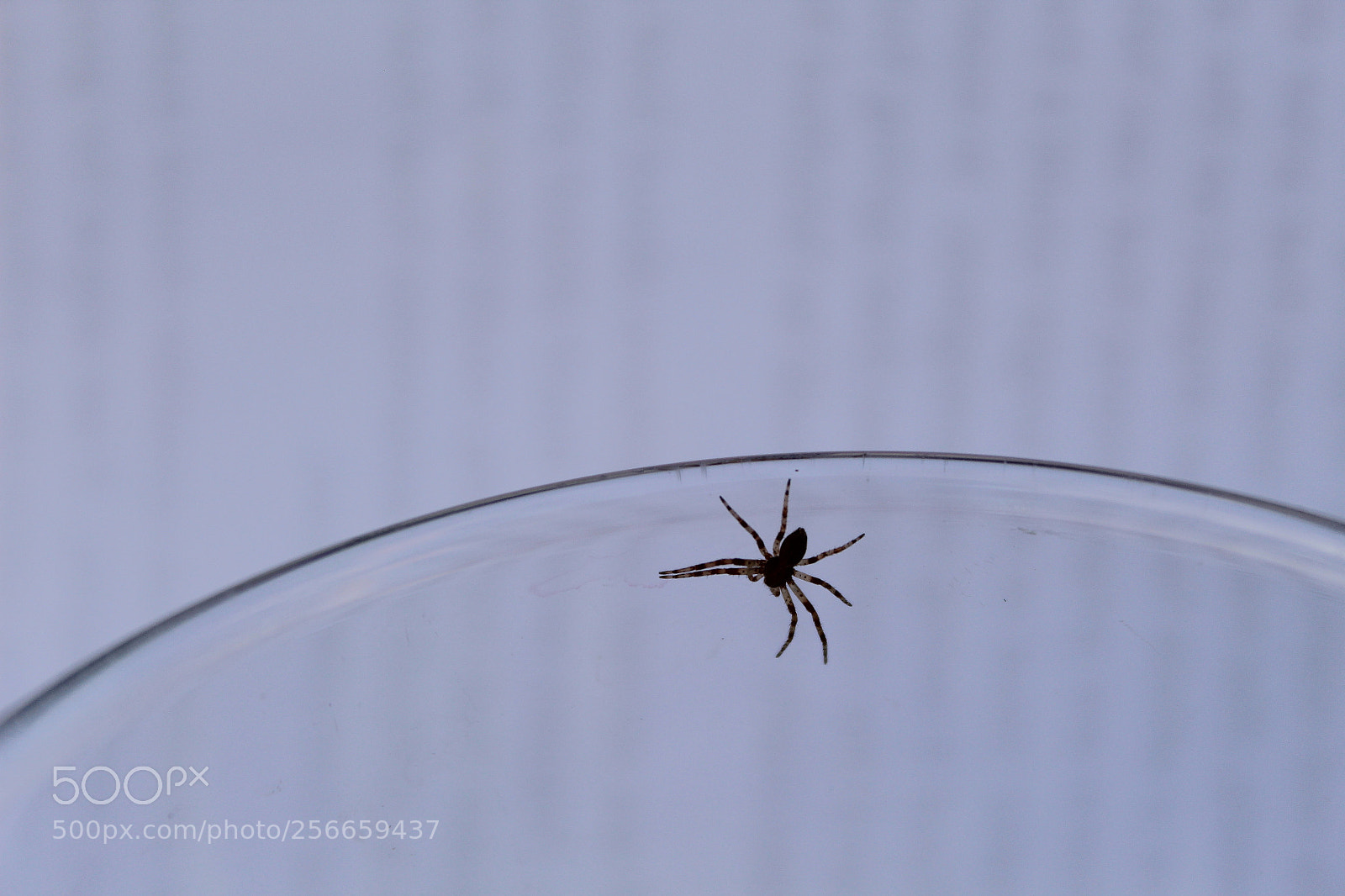 Canon EOS 1300D (EOS Rebel T6 / EOS Kiss X80) sample photo. Spider photography