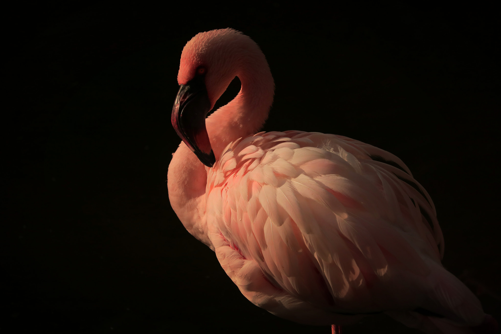 Canon EOS 750D (EOS Rebel T6i / EOS Kiss X8i) sample photo. Pink flamingo photography