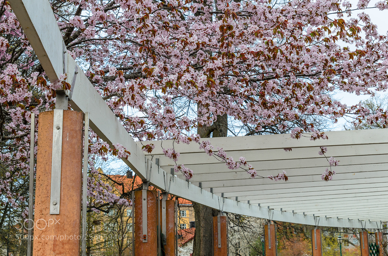 Nikon D7000 sample photo. Cherry tree photography