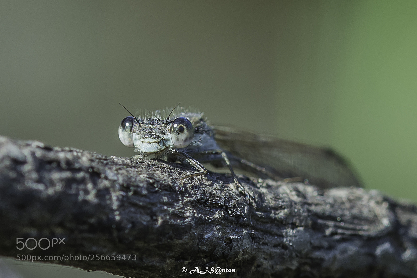 Nikon D7200 sample photo. Dragonfly blue photography