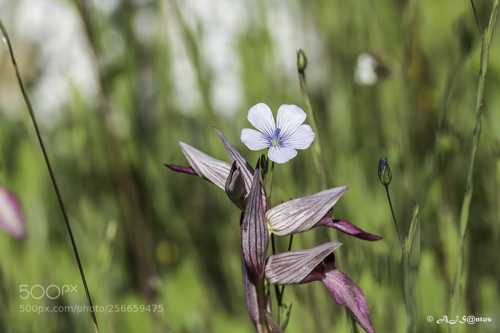 Nikon D7200 sample photo. Blue photography