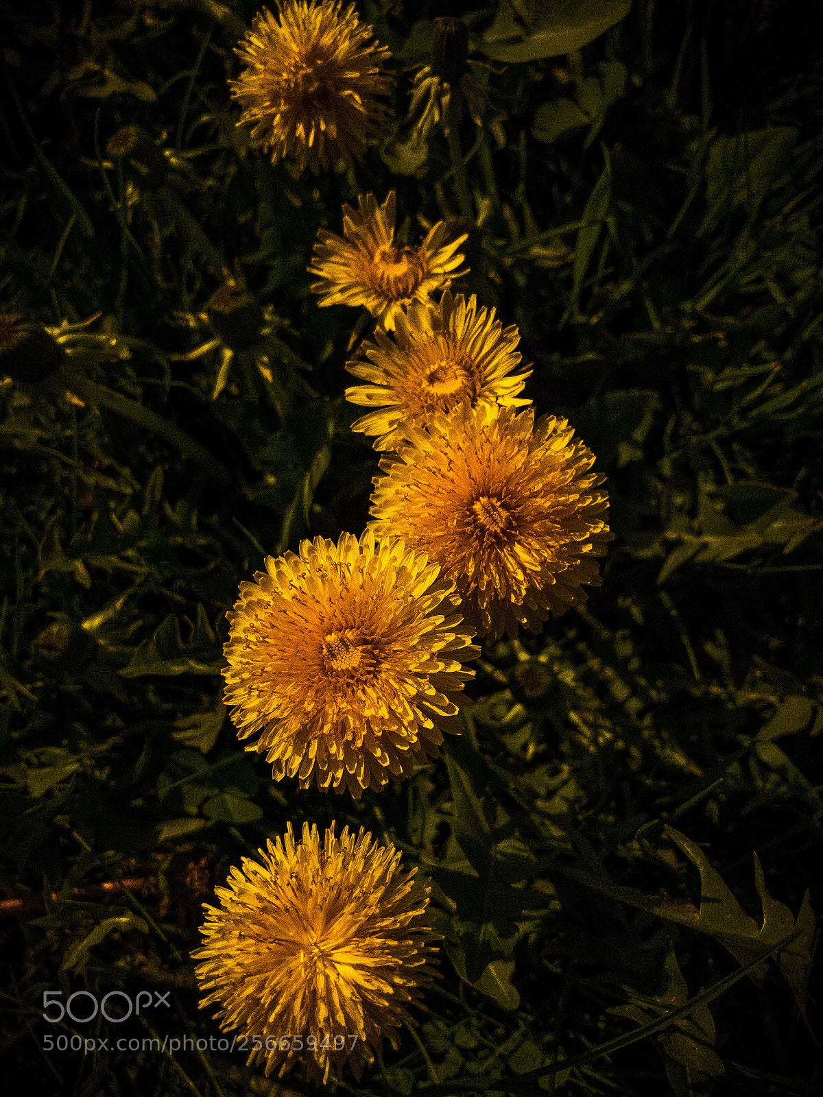 Apple iPhone 7 Plus sample photo. Dandelions. iphoneography photography