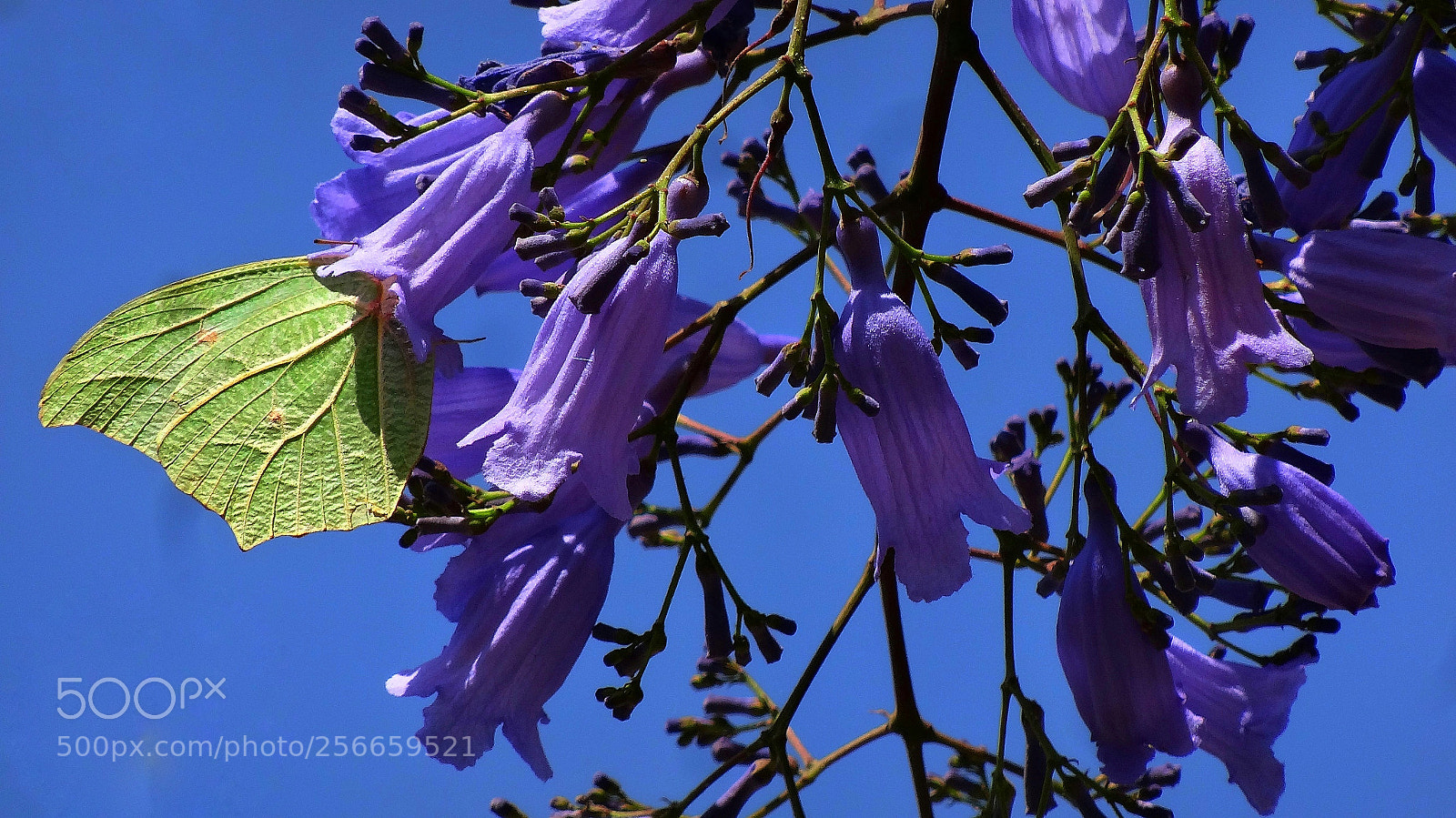 Sony Cyber-shot DSC-HX20V sample photo. Mariposa photography