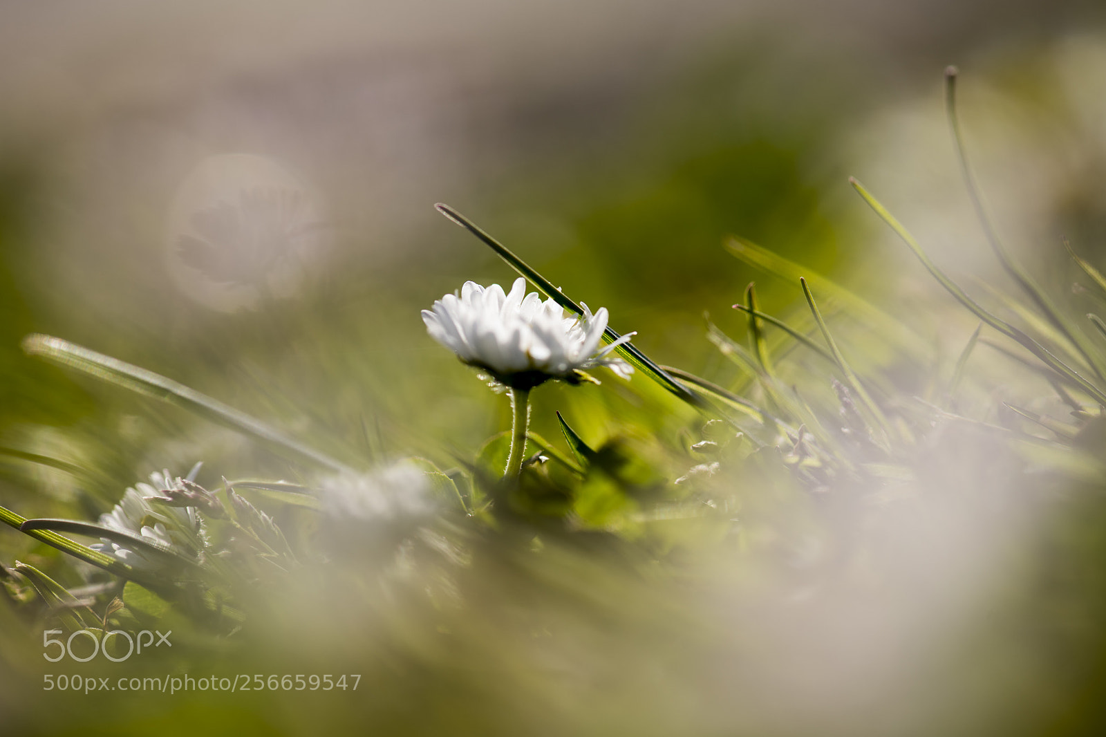 Nikon D850 sample photo. Single daisy in focus photography