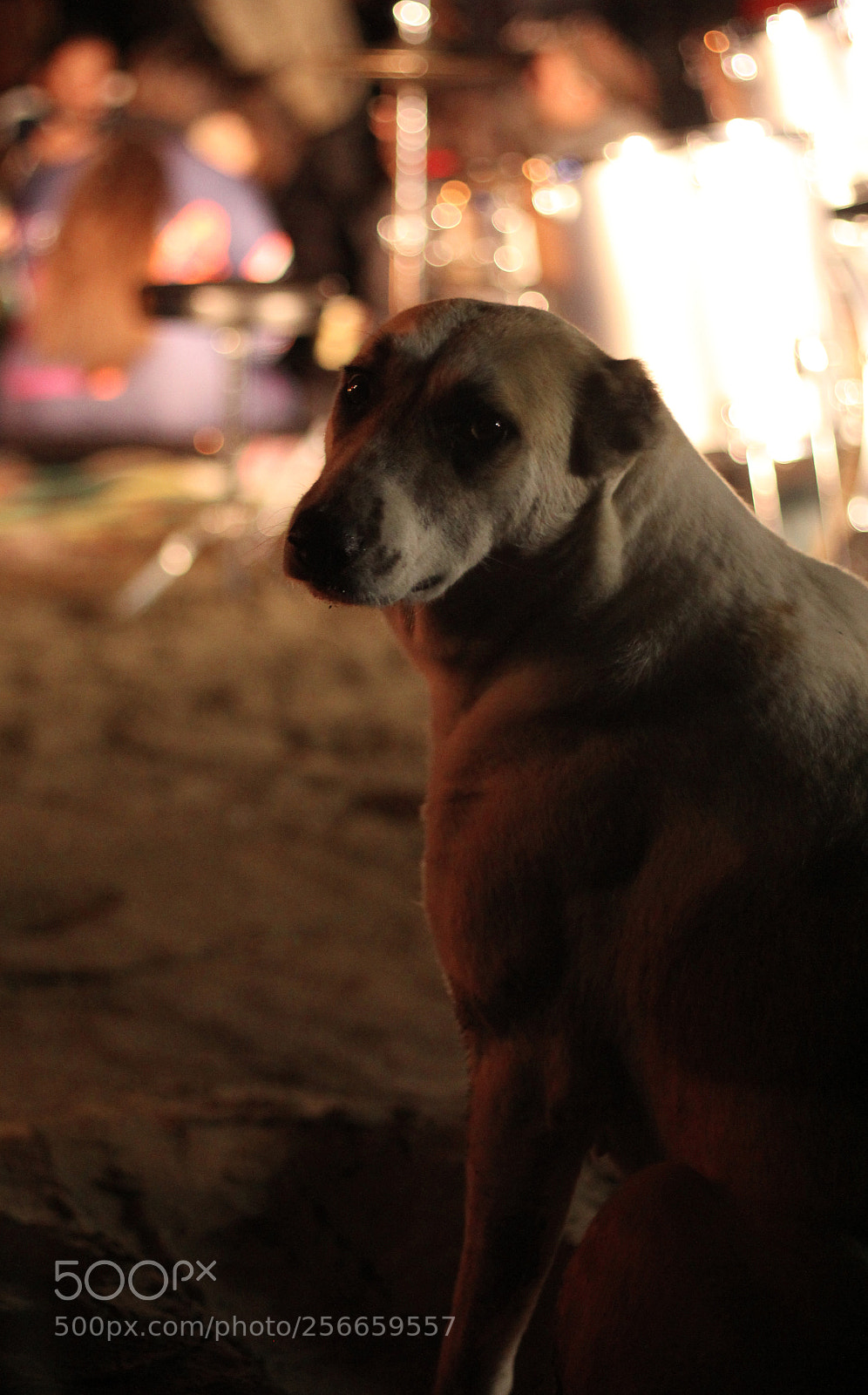 Canon EOS 60D sample photo. ما نمی دانیم هیچ از غم سگ photography